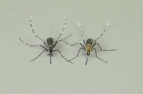 Genetic tweak gave yellow fever mosquitoes a | EurekAlert!