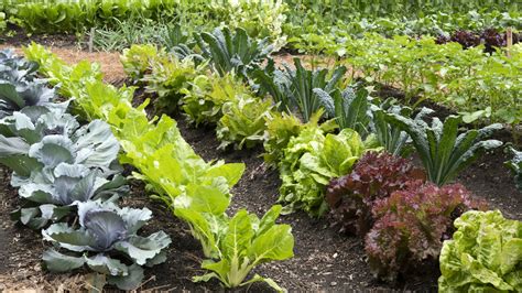 Mulching a vegetable garden: the many benefits revealed | Homes & Gardens