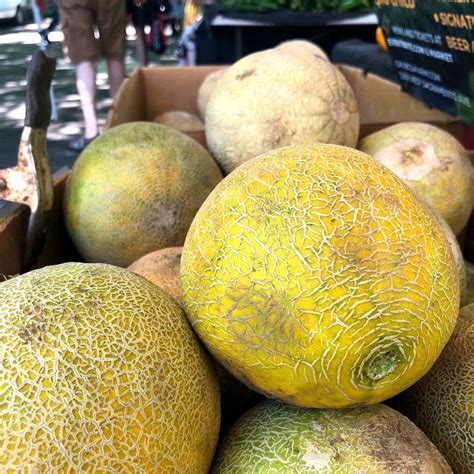 Summer Melons: A One in a Melon Guide! - Chico Certified Farmers Market