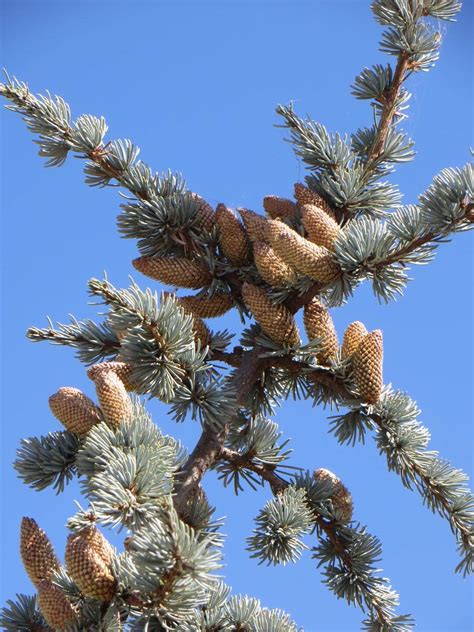 Cedrus atlantica 'Glauca' - Boething Treeland Farms