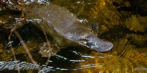 Wild platypus, Mount Field National Park - Tasmania 360