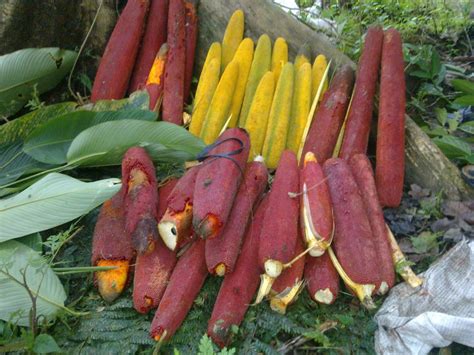 Buah Merah - Kandungan, Manfaat, Harga & Budidaya