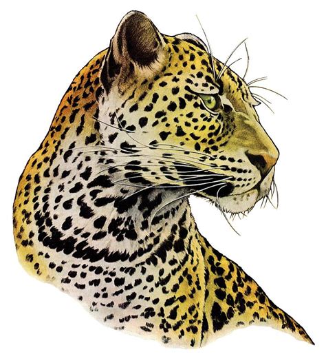 Leopard Drawing | ubicaciondepersonas.cdmx.gob.mx