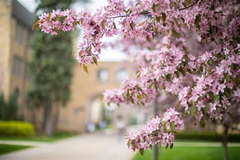 University Announces Major Renovation for Chapel of St. Thomas Aquinas ...