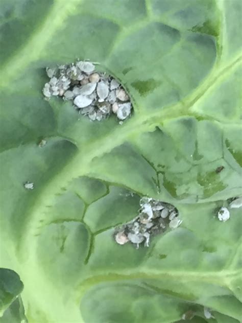 Cabbage Aphids – Control | Walter Reeves: The Georgia Gardener