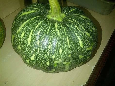 VibeX ® VMR-116 Pure Kaddu / Pumpkin Kashifal Seed Seed Price in India ...