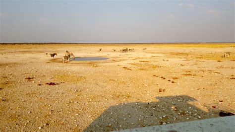 Etosha National Park, Namibia - Animals at the watering hole - Unfamiliar Destinations