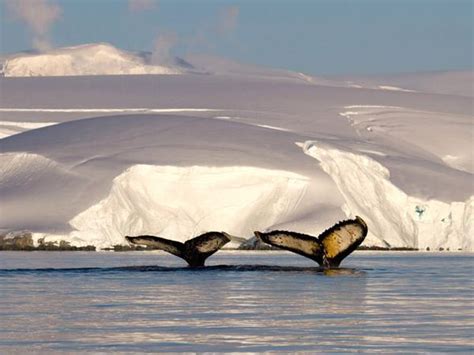 Antarctica fly cruise | Responsible Travel