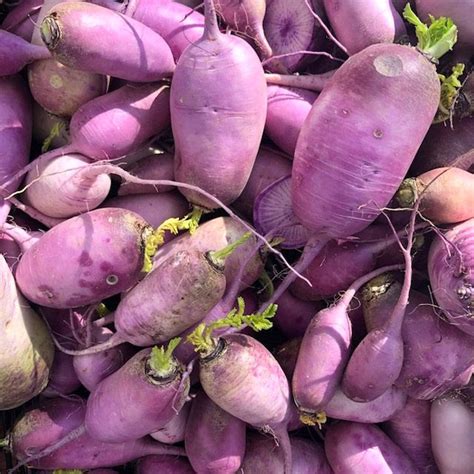 Produce Highlight: The Dish on Radishes - Chico Certified Farmers Market