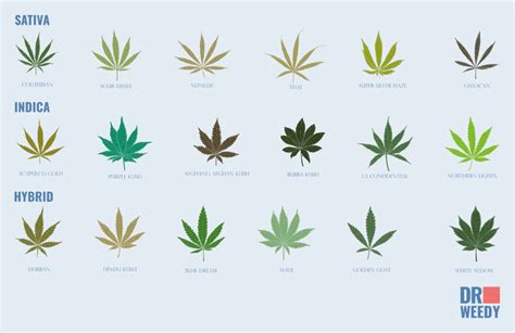 What Are Hybrid Weed Strains & How Are They Created?