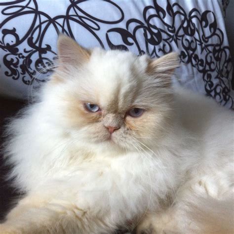 11 Himalayan Cat Breeders Va That Had Gone Way Too Far | Himalayan Cat Breeders Va ...