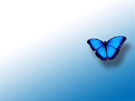 [100+] Blue Butterfly Aesthetic Wallpapers | Wallpapers.com