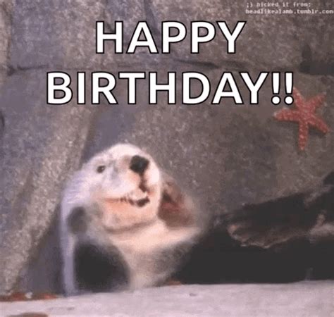 Otter Happy GIF - Otter Happy Smiling - Discover & Share GIFs