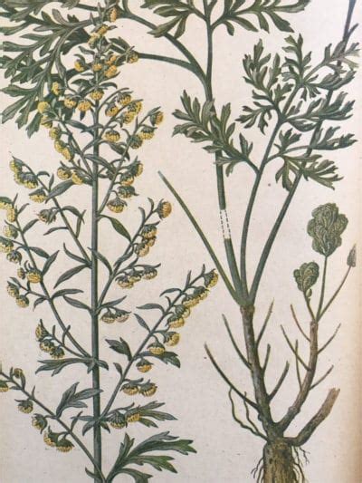 Wormwood Benefits: Remedies & Cleansing - Healthy Hildegard