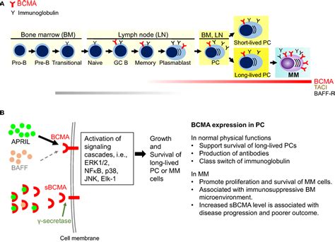 Frontiers | Targeting B Cell Maturation Antigen (BCMA) in Multiple Myeloma: Potential Uses of ...