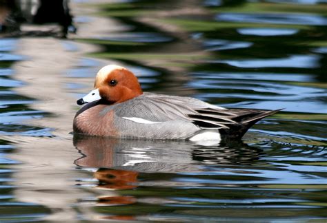 Avise's Birds of the World