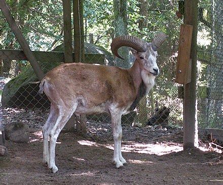 urial - Wiktionary, the free dictionary