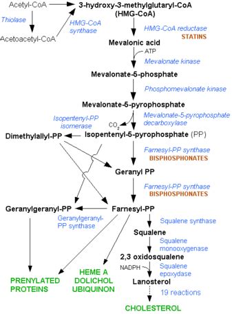 HMG-CoA Reductase - Proteopedia, life in 3D