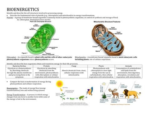 Bioenergetics