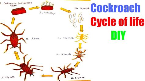 Cockroach Life Expectancy | Roach | cockroach | Insect