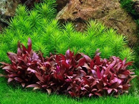 The Best Red Aquarium Plants for Your Aquarium | Fishkeeping World