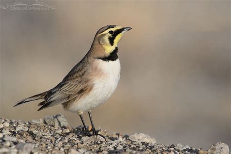 Male, Female, and Immature Horned Lark Photos - Mia McPherson's On The Wing Photography