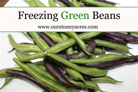 Freezing Green Beans - Stoney Acres