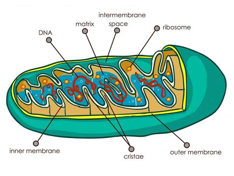 Comprendre les Mitochondries et Leur Rôle Essentiel