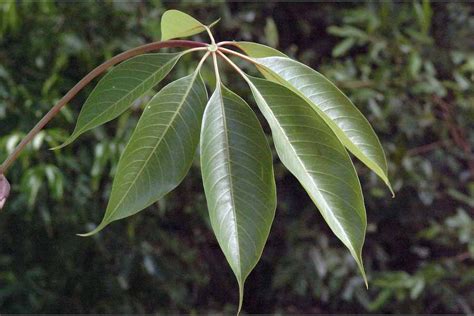 Red silk cotton tree facts and health benefits