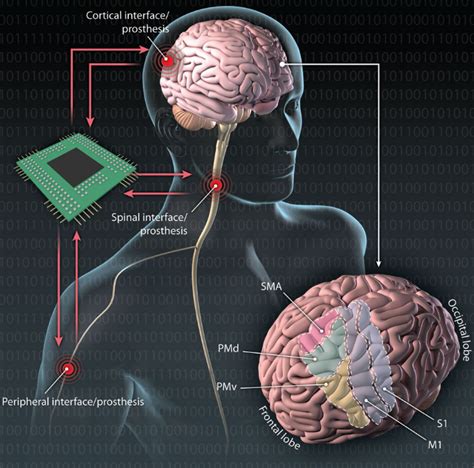 EEG VS MRI VS fMRI VS fNIRS基本简介 - 知乎