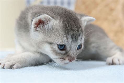 Kitten Care Basics - Vet In Jacksonville | Animal Hospital of Oceanway