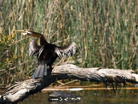 Noosa Everglades Eco Cruise | Noosa River Cruise