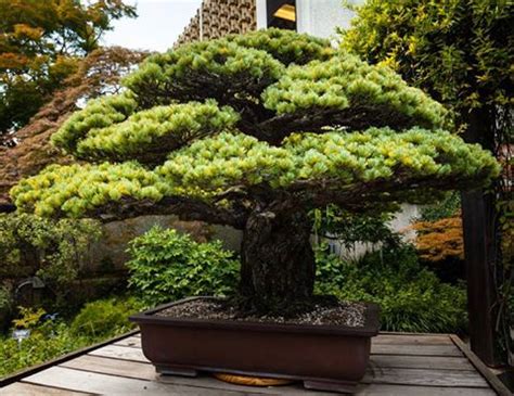 A 390 year old bonsai tree that survived an atomic bomb! - Grow-Trees Blog