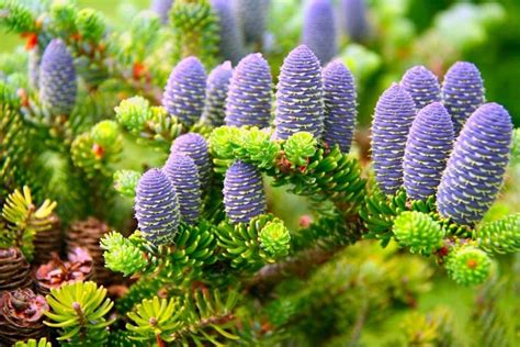 Korean Tree Abies Fir Seeds 30pcs - Pure Bonsai