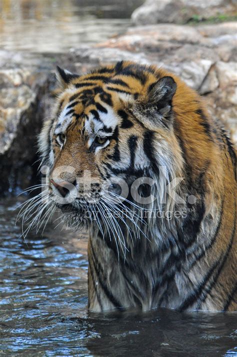 Tiger In Water Stock Photo | Royalty-Free | FreeImages