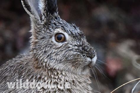 Wildlife in the Darwaz Mountains of Tajikistan – Ralfs' Wildlife and Wild Places