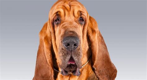 Bloodhound History & Training/Temperament - American Kennel Club