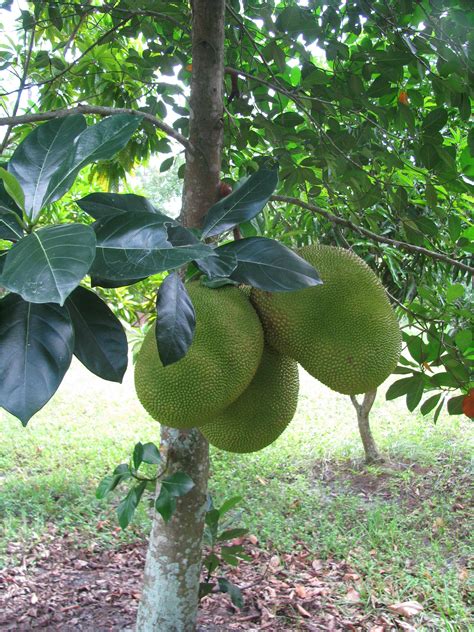 Fruit Trees that Grow In Florida | AdinaPorter