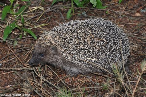 Northern White-breasted Hedgehog | Animal Database | FANDOM powered by Wikia