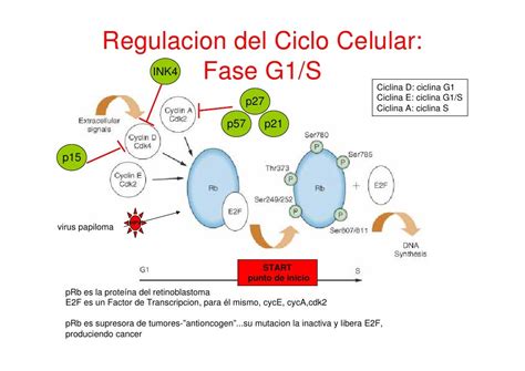 Regulacion ciclo celular