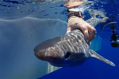 Nova espécie de tubarão é encontrada no Oceano Atlântico | Super