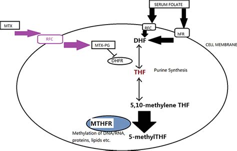 More severe toxicity of genetic polymorphisms on MTHFR activity in osteosarcoma patients treated ...