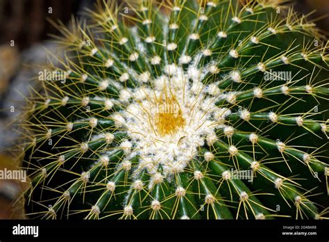 Cactus on desert garden Stock Photo - Alamy