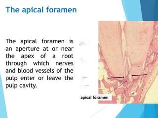 Apical Foramen Histology