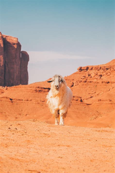 A billy goat(?) at Monument Valley. [5472 x 3648 OC]