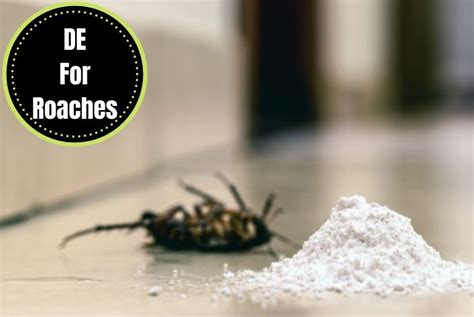 Diatomaceous Earth For Roaches: Everything You Need to Know - The ...