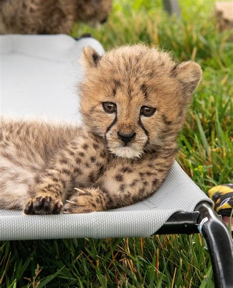 Vote to Name Our Cheetah Cubs! - Zoo Guide