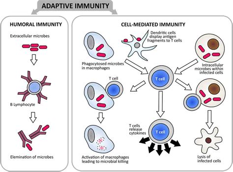 Humoral vs. Cell-Mediated Immunity—What's the Difference Between Them?