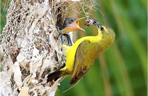 Nest of purple-rumped sunbird (http://justfunfacts. com). | Download ...