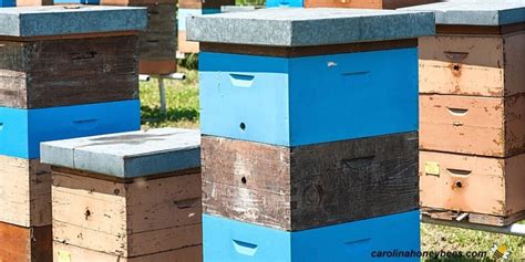 Langstroth Hive Dimensions: Beekeeper's Guide - Carolina Honeybees